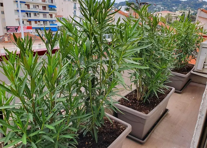 Hôtel Brimer Cannes